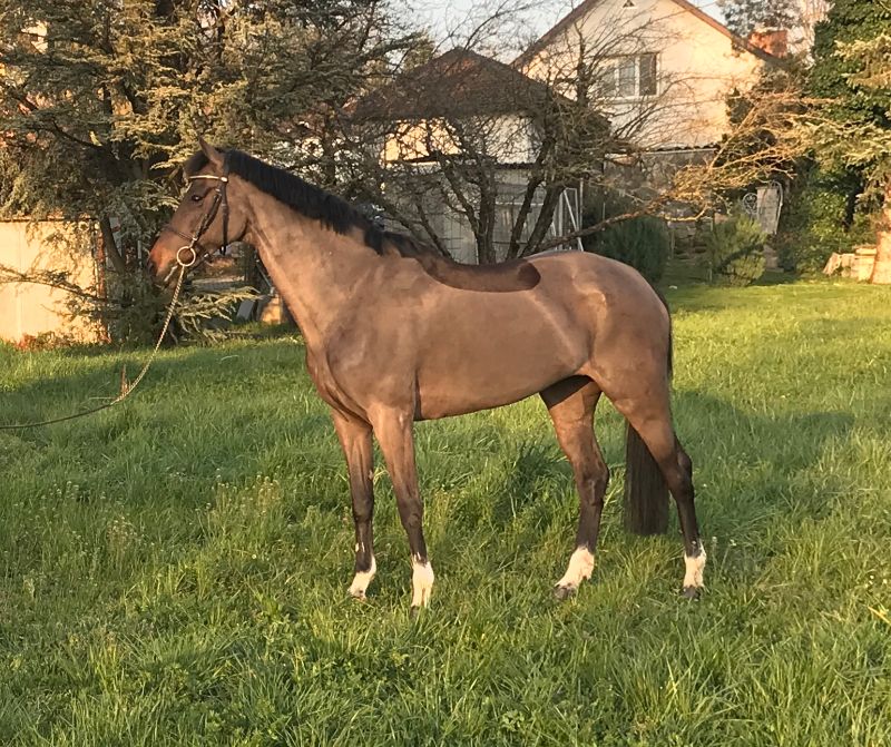 Evelien · NR Horses